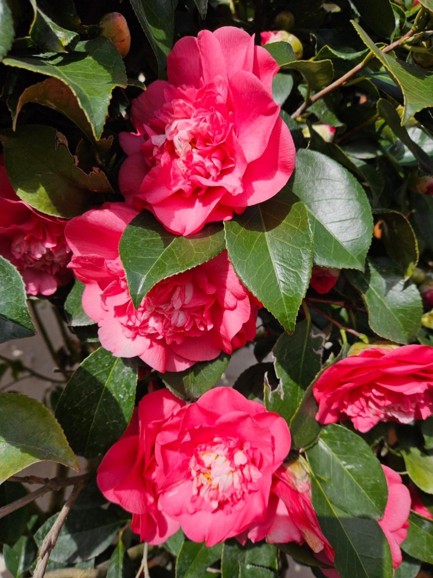 Les Camelias Villa Selles-sur-Cher Ngoại thất bức ảnh